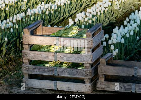 WA20184-00....WASHINGTON - frisch geschnittene Tulpen im Skagit Valley verpackt und bereit zum Abholen. Stockfoto