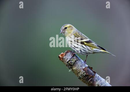 Weibliche europäische Siskin Spinus spinus am Ast Stockfoto