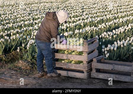 WA20186-00....WASHINGTON - Field Hand cut Tulpen im Skagit Valley, verpackt und bereit zur Abholung. Stockfoto