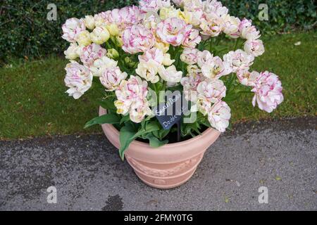 Tulip’s (Tulipa) „Shirley Double“ wächst in der Frühlingssonne. East Yorkshire, England, Großbritannien. Stockfoto