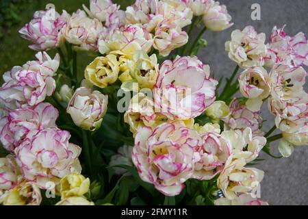 Tulip’s (Tulipa) „Shirley Double“ wächst in der Frühlingssonne. East Yorkshire, England, Großbritannien. Stockfoto