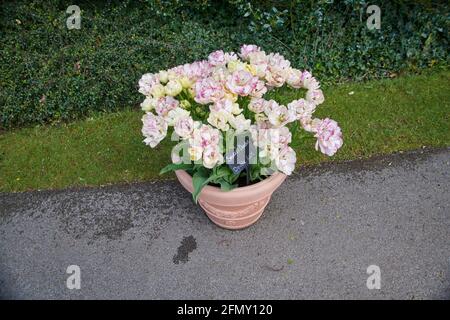 Tulip’s (Tulipa) „Shirley Double“ wächst in der Frühlingssonne. East Yorkshire, England, Großbritannien. Stockfoto