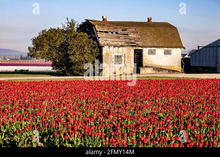 WA20191-00....WASHINGTON - Tulip Field und alte Scheune im Skagit Valley. Stockfoto