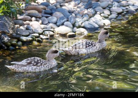 Ein Paar marmorierte Teale, Marmaronetta angustirostris, schwimmend Stockfoto