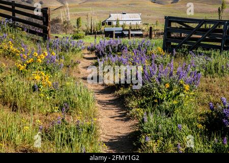 WA20204....WASHINGTON - Trail und Zaun in Columbia Hills Dalles Mountain State Park. Stockfoto