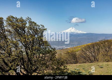 WA20206-00....WASHINGTON - Mount Hood in der Ferne von der Columbia Hills State Park Dalles Mountain Ranch aus gesehen. Stockfoto