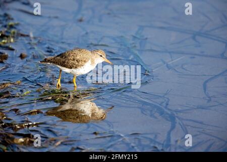 Reflektion Des Sandpiper Mit Punktmuster Stockfoto