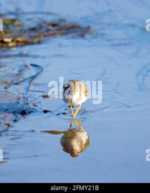 Reflektion Des Sandpiper Mit Punktmuster Stockfoto