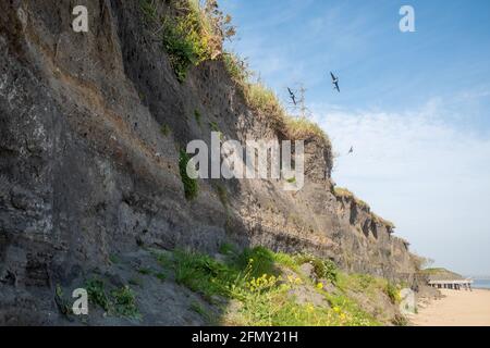 Sand-martins nisten in einer Klippe, Burry Port, Wales, Großbritannien Stockfoto
