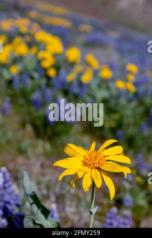 WA20223-00...... WASHINGTON - Balsamroot und Lupine Blumen blühen in den Salbei Hills von Wenatchee. Stockfoto