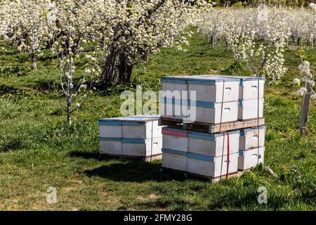 WA20226-00...... WASHINGTON - Bienenstöcke mit einem blühenden Apfelgarten in Dryden entlang des Wenatchee River Valley. Stockfoto