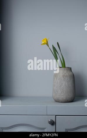 Bouquet Gelbe Narzisse blüht in einer Vase isoliert auf grau Hintergrund und Platz für Ihren Text Stockfoto