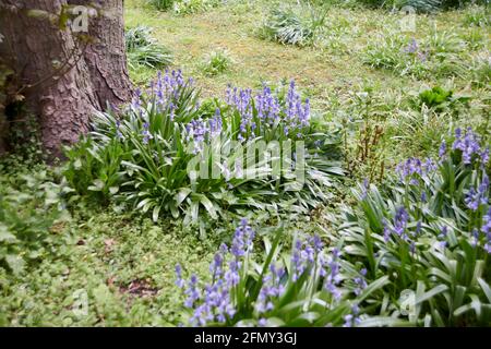 Bluebells (Hyacinthoides non-scripta) wachsen und blühen in der Frühlingssonne, East Yorkshire, England, UK, GB. Stockfoto