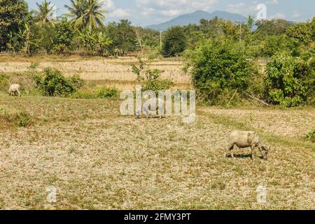 Brauchwasserbüffel grasen auf dem geernteten Reisfeld. Laos Stockfoto