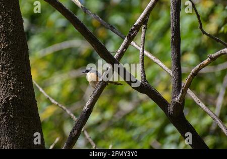 Vogelstellung auf Baumzweig, indische Vögel auf Baum Stockfoto