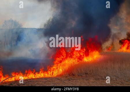 Wütende Waldfrühlingsbrände. Brennendes trockenes Gras, Schilf am See entlang. Gras brennt auf der Wiese. Ökologische Katastrophe. Feuerwehrleute löschen Großbrand. Stockfoto