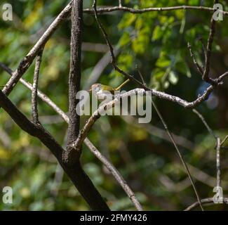 Vogelstellung auf Baumzweig, indische Vögel auf Baum Stockfoto