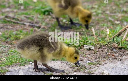 Familie junger Kanadagans mit neu geschlüpften Gänsen Stockfoto
