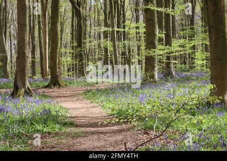 Bluebell Forest Path - West Woods, Wiltshire. VEREINIGTES KÖNIGREICH Stockfoto