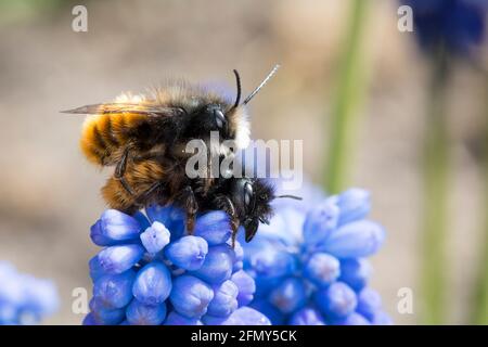 Gehörnte Mauerbiene, Paarung, Kopulation, Kopula, Männchen und Weibchen, Osmia cornuta, Europäische Obstbiene, Orchardbiene, Haingesichtige Biene, Männchen und Fem Stockfoto