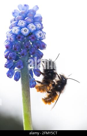 Gehörnte Mauerbiene, Paarung, Kopulation, Kopula, Männchen und Weibchen, Osmia cornuta, Europäische Obstbiene, Orchardbiene, Haingesichtige Biene, Männchen und Fem Stockfoto