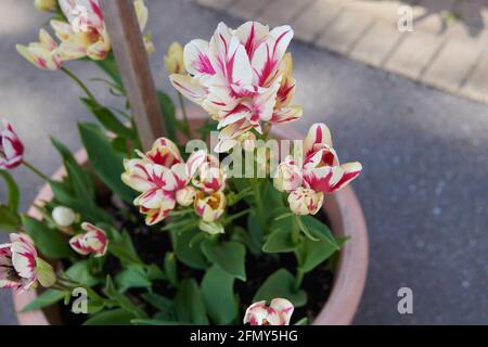 Tulip’s (Tulipa) „Shirley Double“ wächst in der Frühlingssonne. East Yorkshire, England, Großbritannien. Stockfoto