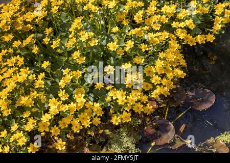 März Ringelblume, Caltha palustris, blühend in Teich, Wales, Großbritannien Stockfoto