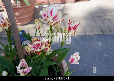 Tulip’s (Tulipa) „Shirley Double“ wächst in der Frühlingssonne. East Yorkshire, England, Großbritannien. Stockfoto