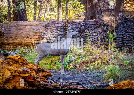 Ein Hirsch im Yosemite National Park, Kalifornien Stockfoto
