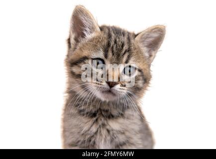 Kätzchen-Porträt isoliert auf weißem Hintergrund. Eine kleine flauschige, gestromte Katze mit schönen Iuses. Schönes Tier. Traurige Kitty mit blauen Augen. Stockfoto