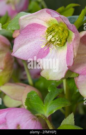 Detail der Staubgefäße und des Stigmas einer Blume einer rosa gesprenkelten Hellebore, Helleborus Orientalis, Harvington Pink gesprenkelt UK Stockfoto