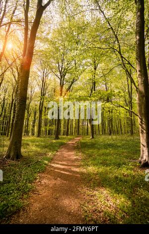 Die Sonne scheint in einem Buchenwald mit einem gewundenen Pfad durch leuchtend grüne Blätter. Stockfoto