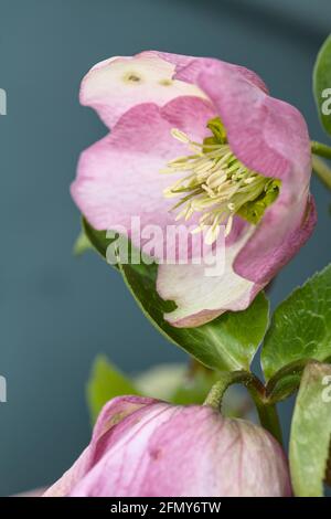 Detail der Staubgefäße und des Stigmas einer Blume einer rosa gesprenkelten Hellebore, Helleborus Orientalis, Harvington Pink gesprenkelt UK Stockfoto