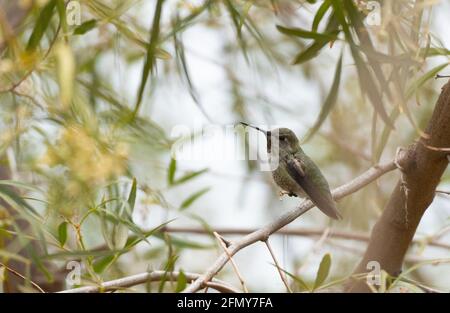 Ein Kolibri (Rufous oder Allens) (Selasphorus rufus oder Selasphorus sasin) steht auf einem Baumzweig in Woodland Hills, Kalifornien, USA Stockfoto