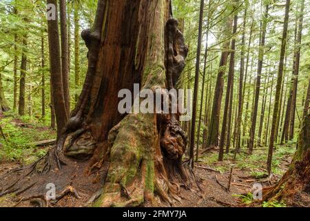 Kanadas kärnlichster Baum im Westcoast-Regenwald bei Avatar Grove-Port Renfrew, Britisih Columbia, Kanada. Stockfoto