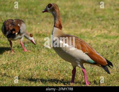Zwei ägyptische Gänse (Alopochen aegyptiaca) wandern im Park des Sepulveda Basin Wildlife Reserve in Woodley, Kalifornien, USA Stockfoto