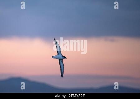 Manx Shearwater Gathering in St. Brides Bay in der Dämmerung, Wales, Großbritannien Stockfoto