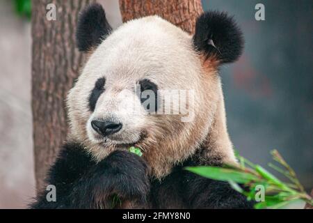 Chongqing, China - 9. Mai 2010: Panda-Haus im Zoo. Nahaufnahme von schwarzen und weißen Tieren, die Grüns essen. Stockfoto