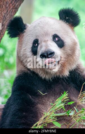 Chongqing, China - 9. Mai 2010: Panda-Haus im Zoo. Nahaufnahme von schwarzen und weißen Tieren, die die Lippen lecken. Verblassener grüner Hintergrund. Stockfoto