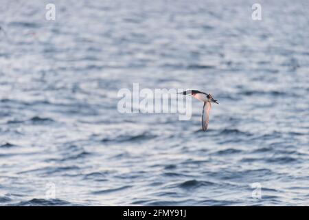 Manx Shearwater Gathering in St. Brides Bay in der Dämmerung, Wales, Großbritannien Stockfoto