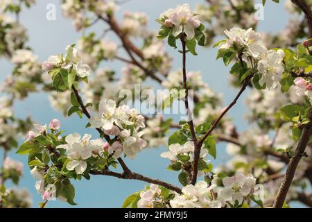 Blühende Äste eines Apfelbaums auf dem Hintergrund Blauer Himmel im Frühling Stockfoto