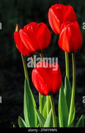 Rote Tulpen im Frühling im Garten Stockfoto