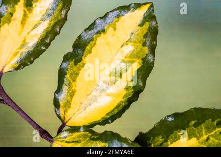 Elaeagnus pungens 'Maculata'. Eine bunte Strauch, der sehr wenig Aufmerksamkeit. Stockfoto