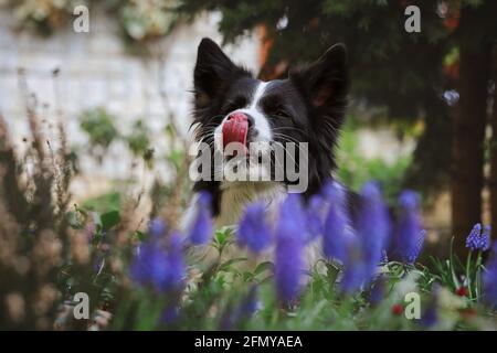 Entzückende Border Collie mit Zunge aus mit Muscari Vordergrund im Garten. Lecken schwarz und weiß Hund draußen. Stockfoto