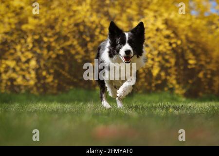 Happy Border Collie läuft im Frühling im Park. Liebenswert schwarz und weiß Hund aktiv mit gelb geblümten Hintergrund. Stockfoto