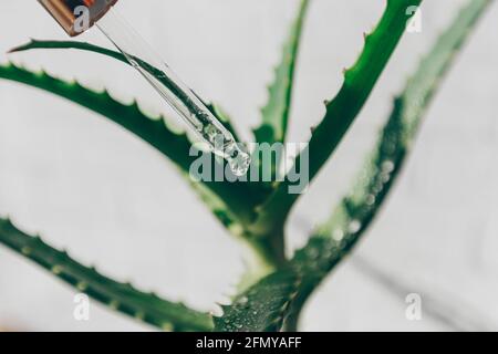 Mit einem Tropfen Gesichtsserum mit Aloe-Extrakt vor dem Hintergrund einer verschwommenen Aloe-Pflanze pipettieren Stockfoto