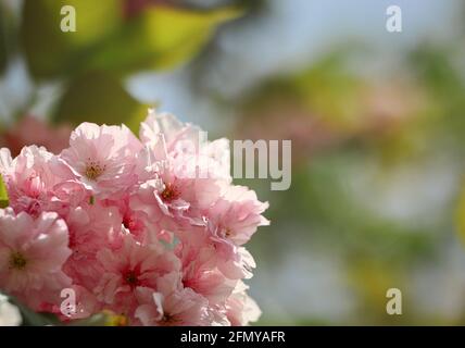 Nahaufnahme des japanischen Kirschbaums im Frühling. Schöne Pinky Prunus Serrulata in der Natur. Stockfoto