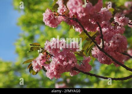 Schöne rosa Blüten von Prunus Serrulata im Frühlingsgarten mit grünem Baum Hintergrund. Japanischer Kirschbaum im Frühling. Stockfoto