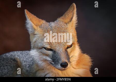 Swift Fox (Vulpes velox) im Oklahoma City Zoo. Stockfoto