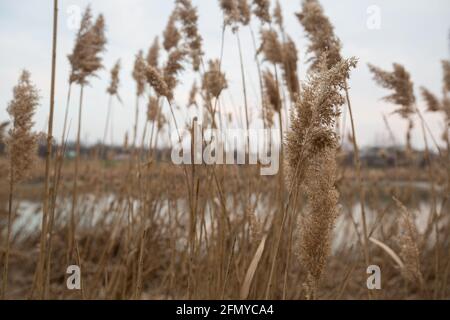 Trockenes Schilf am See im Dorf. Viel beiges Schilf Stockfoto